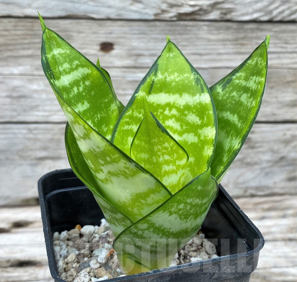 SH14028 Sansevieria hahnii 'Philippine Gold' - Image 2