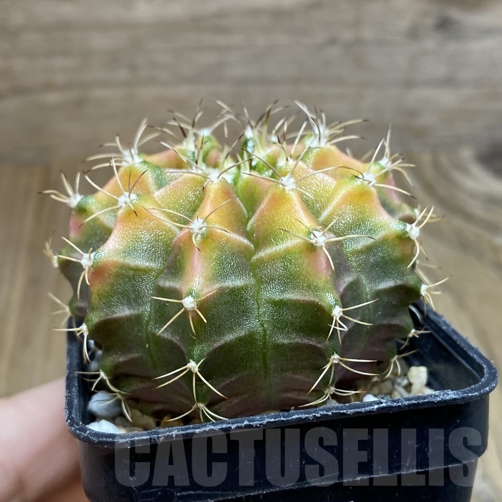 SH8377 Gymnocalycium mihanovichii ‘Neon’ hybrid, seedling - Image 2