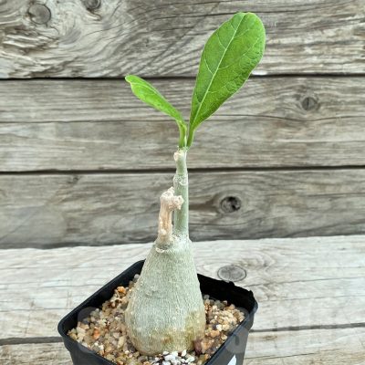 SH8448 Fockea multiflora ES 2024B