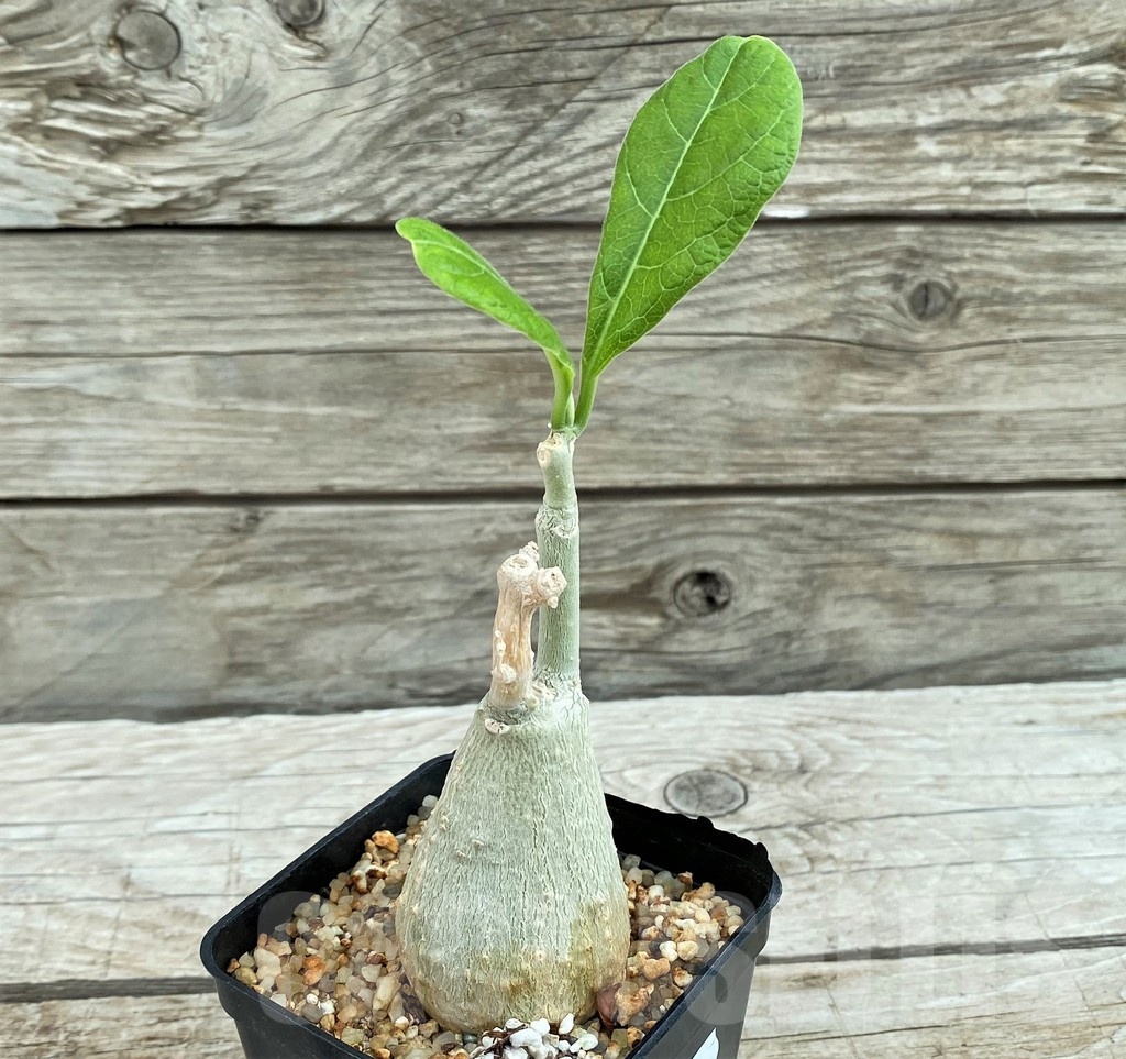 SH8448 Fockea multiflora ES 2024B