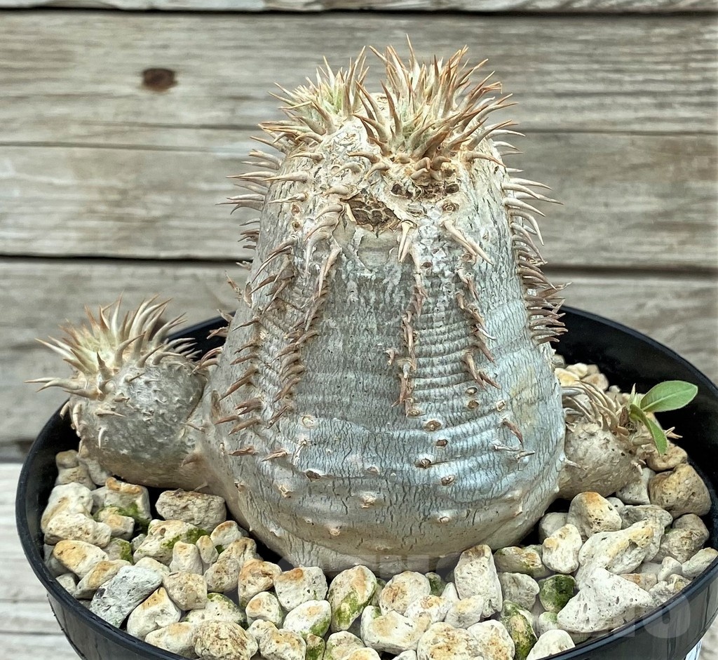 SH8457 Pachypodium eburneum - Image 2