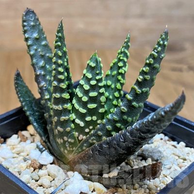 SH15667 Haworthia pumila 'Donut'