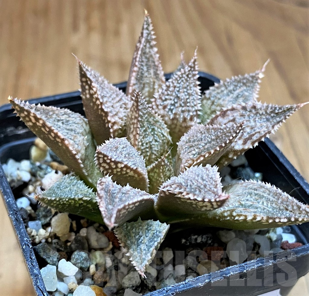 SH15668 Haworthia 'Hakuma' - Image 2