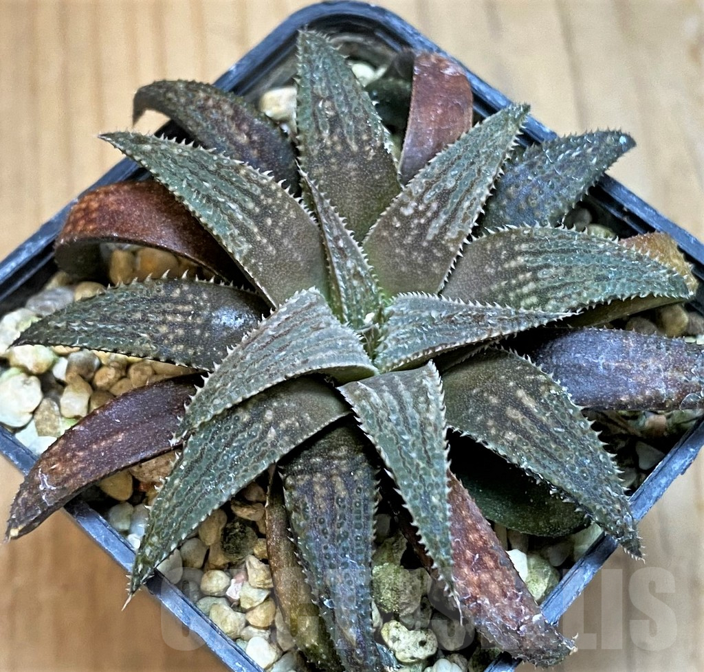 SH15670 Haworthia parksiana hybrid