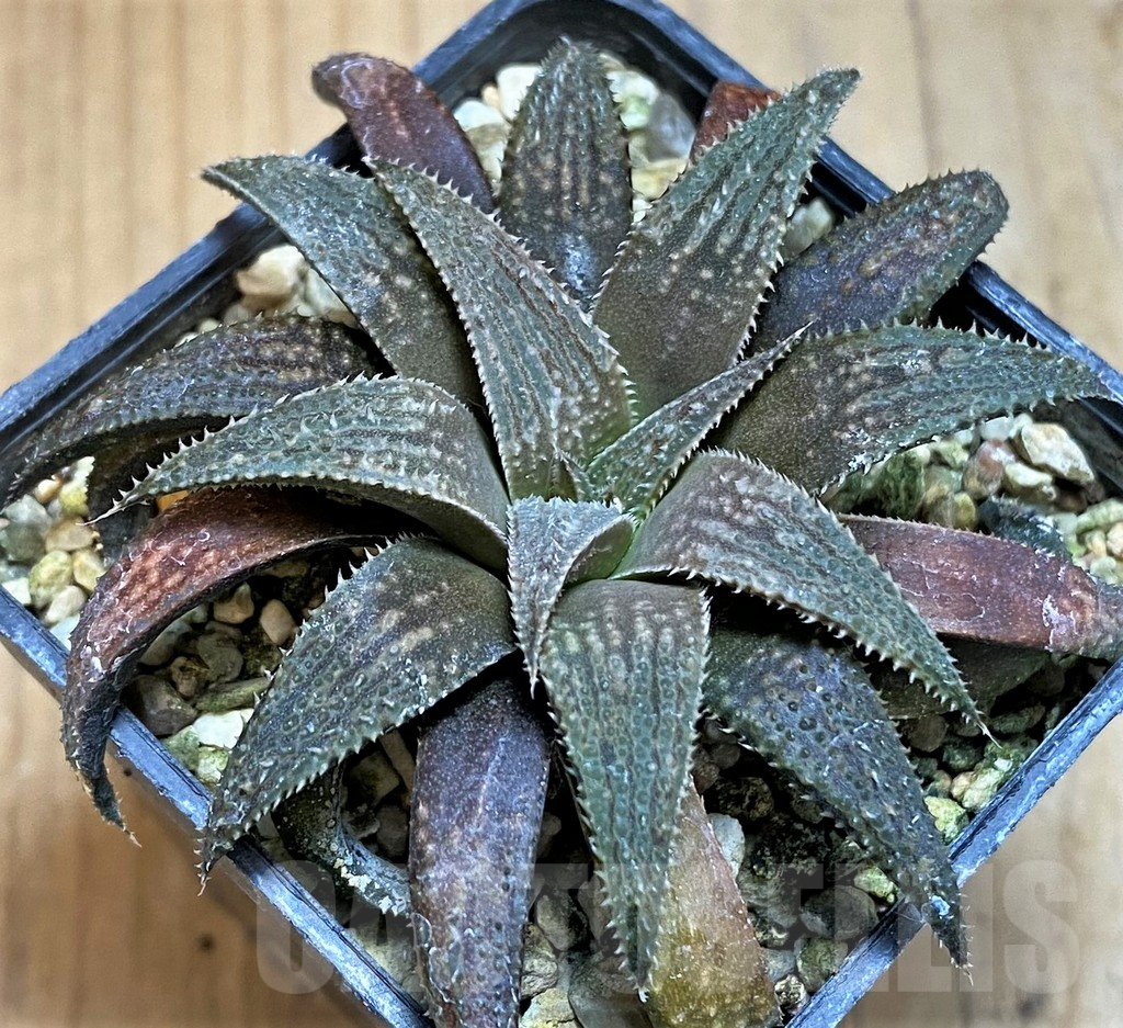 SH15670 Haworthia parksiana hybrid - Image 2
