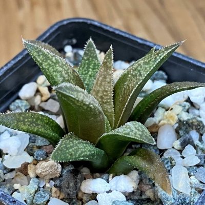 SH15672 Haworthia metallica x parxiana