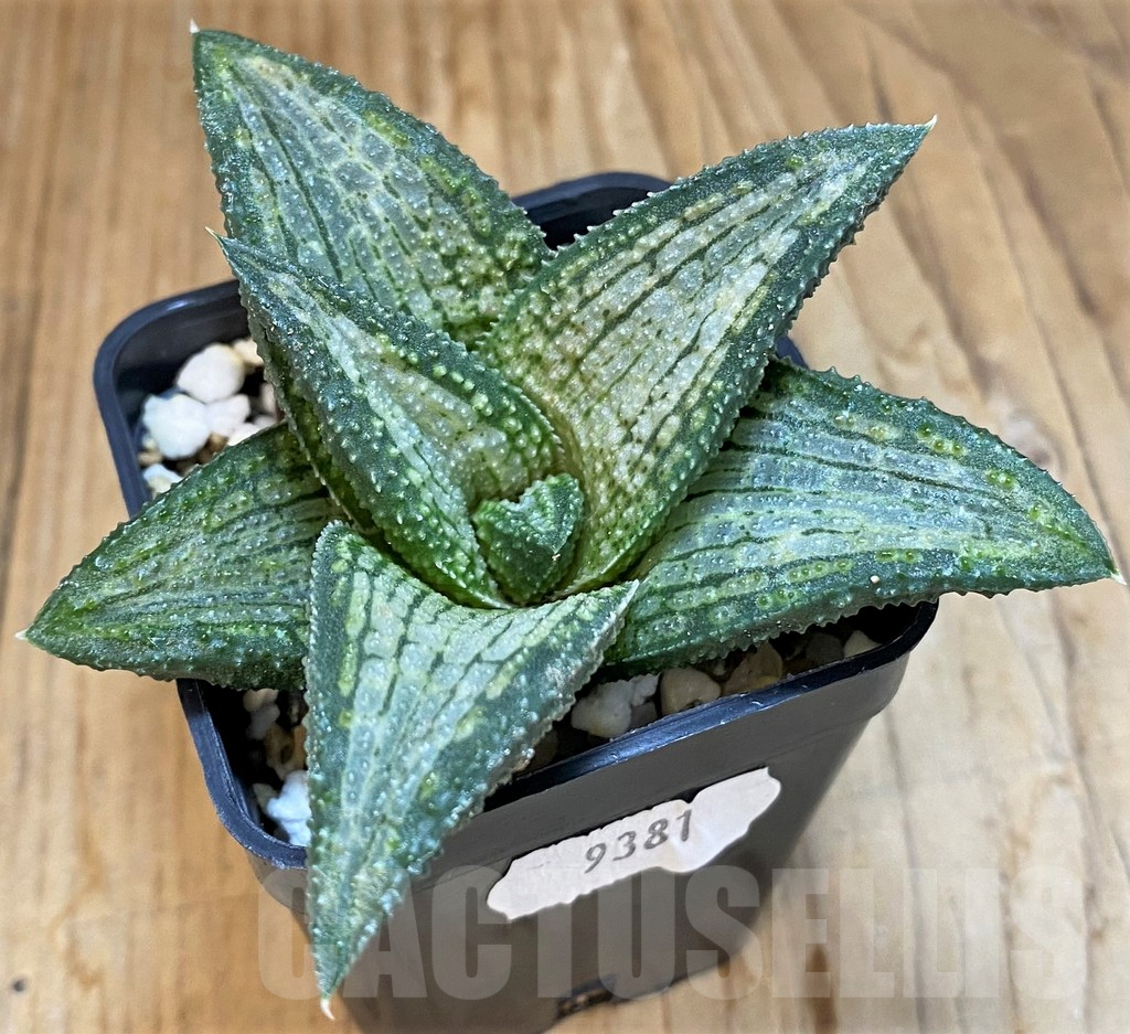 SH15676 Haworthia koelmaniorum 'Reiko' - Image 2