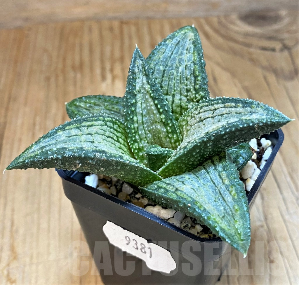 SH15676 Haworthia koelmaniorum 'Reiko'