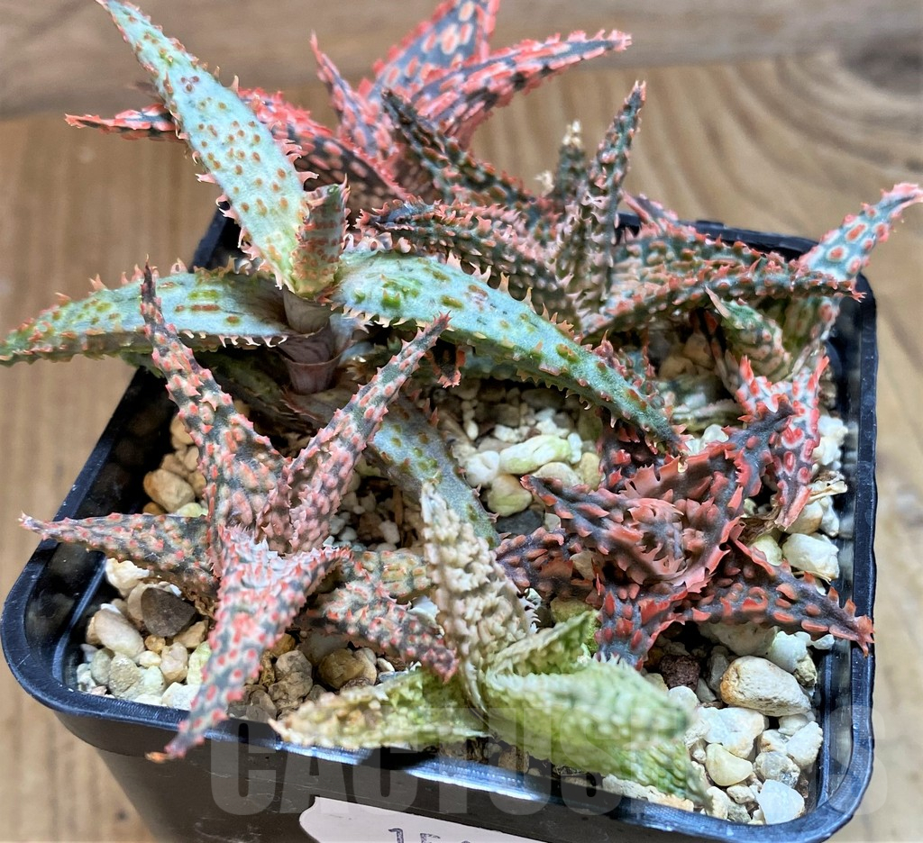 SH15615 Aloe TCT hybrid mix - Image 2