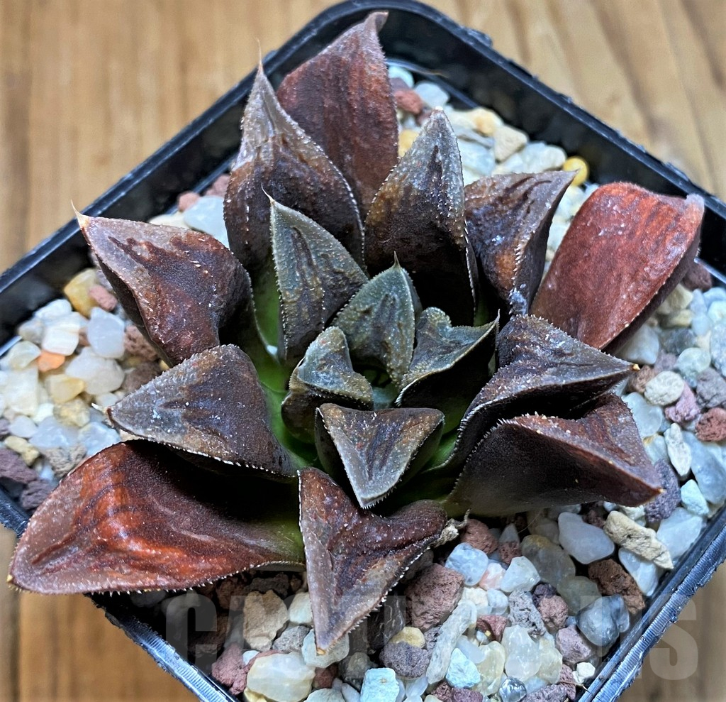 SH15625 Haworthia 'Chocolate'