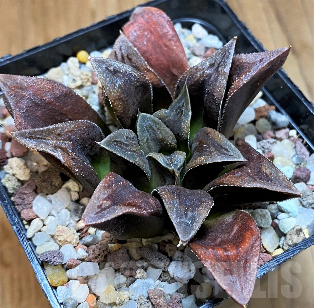 SH15625 Haworthia 'Chocolate' - Image 2