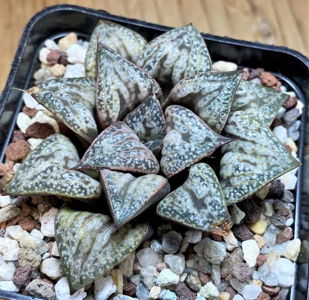 SH15626 Haworthia splendens ‘Hana Aoi’ - Image 2