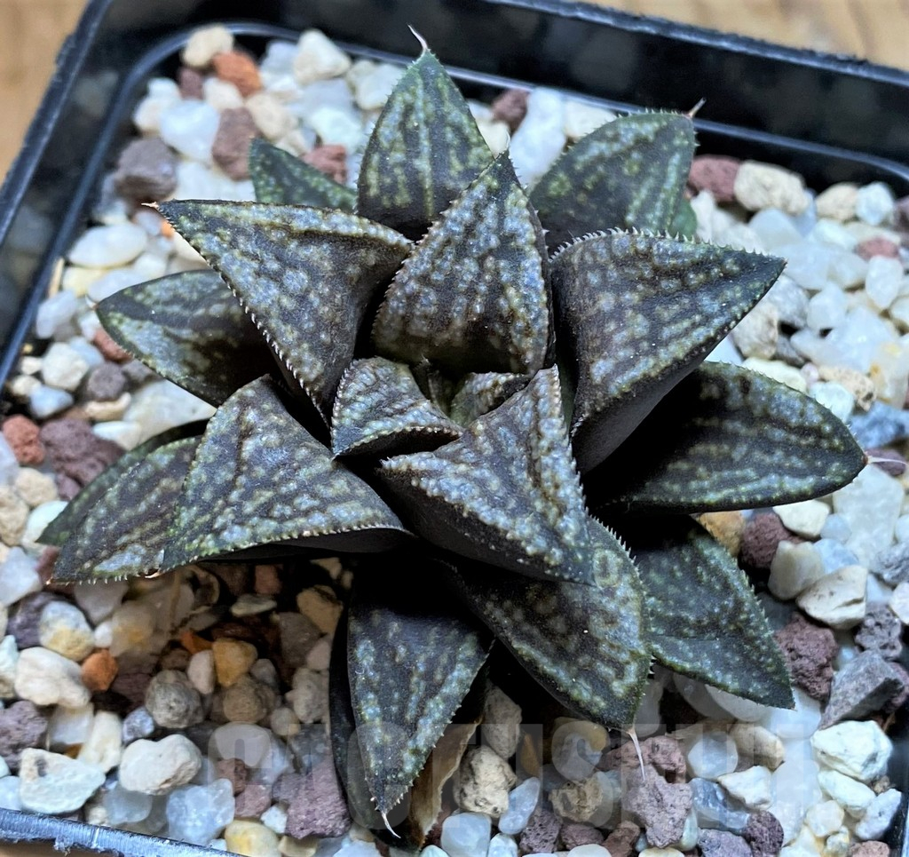 SH15629 Haworthia splendens hybrid PP 140, ex Artisan - Image 2