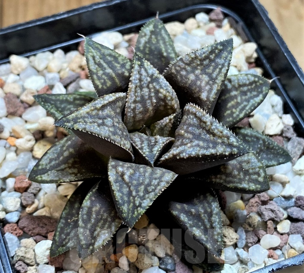 SH15629 Haworthia splendens hybrid PP 140, ex Artisan