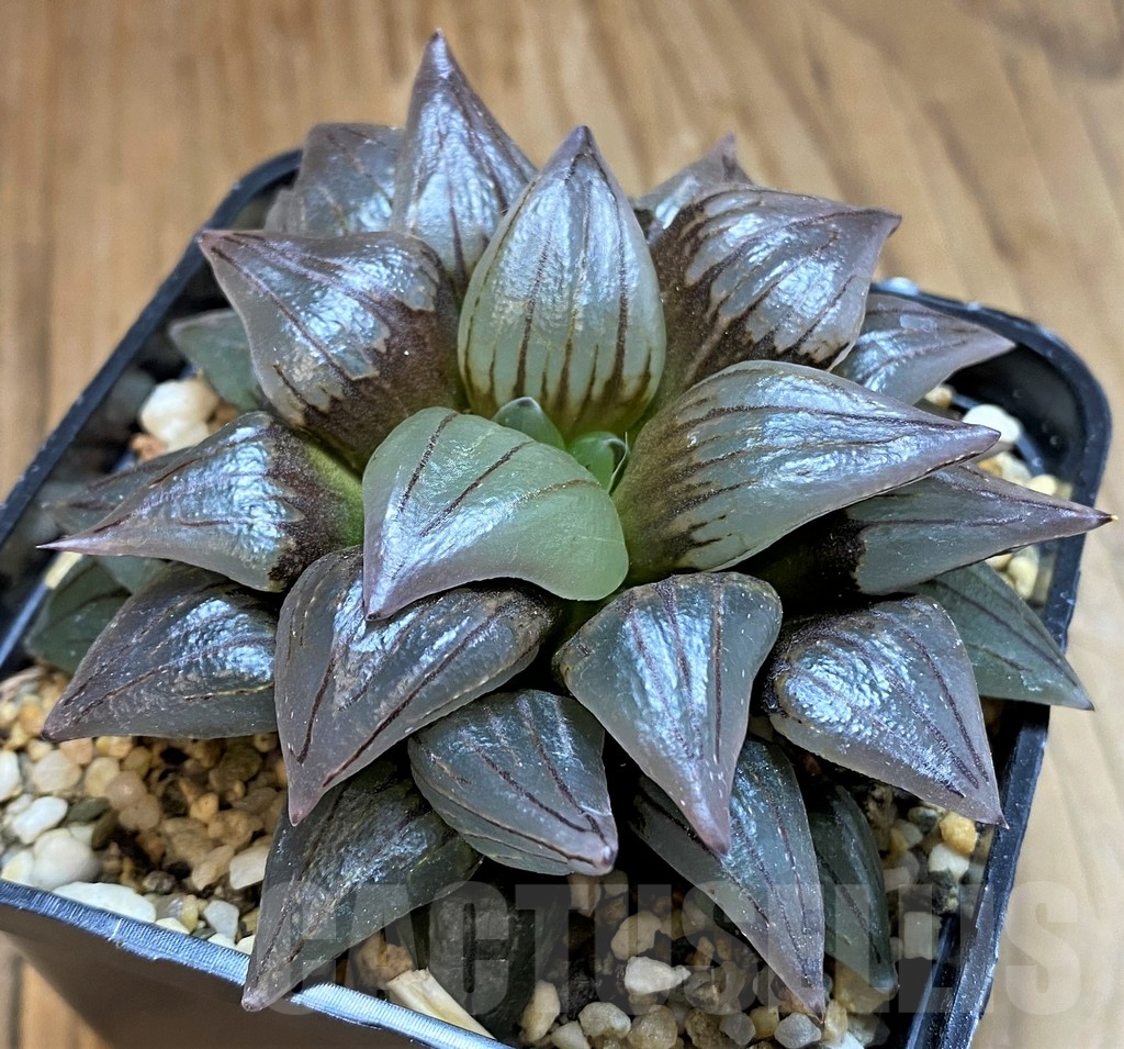 SH15632 Haworthia atrofusca 'Watermelon' - Image 2