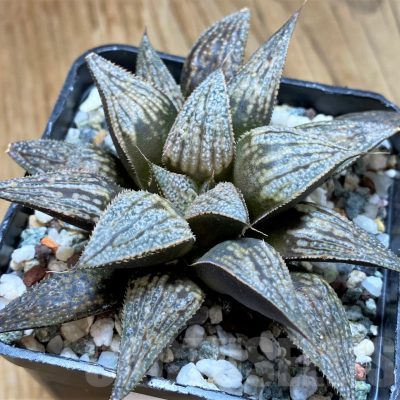 SH15616 Haworthia 'Bev's wonder' hybrid