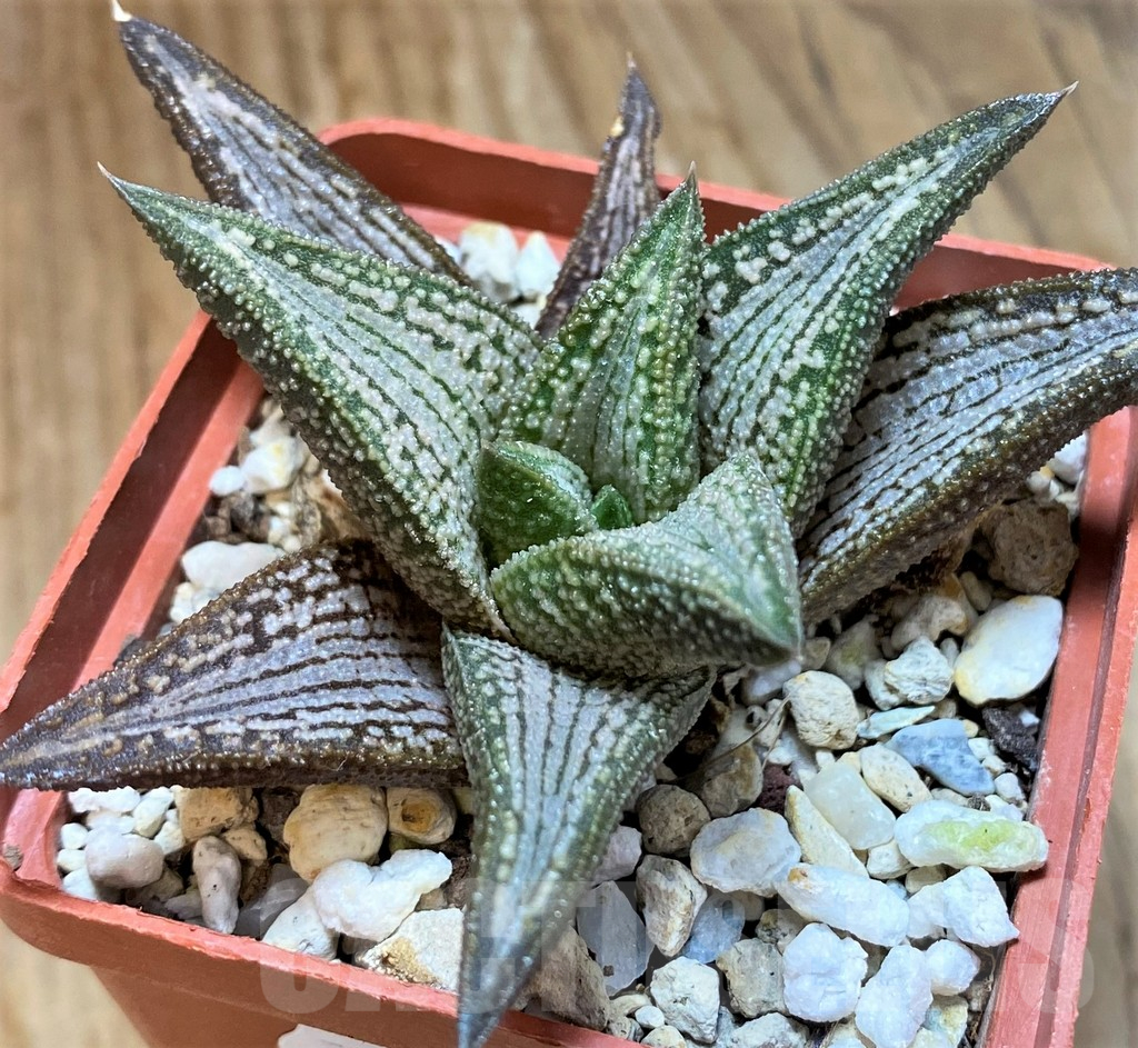 SH15634 Haworthia 'Kintaikyo' - Image 2