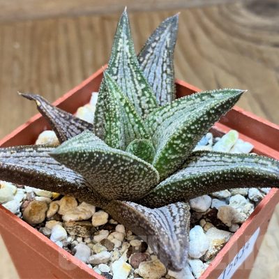 SH15634 Haworthia 'Kintaikyo'