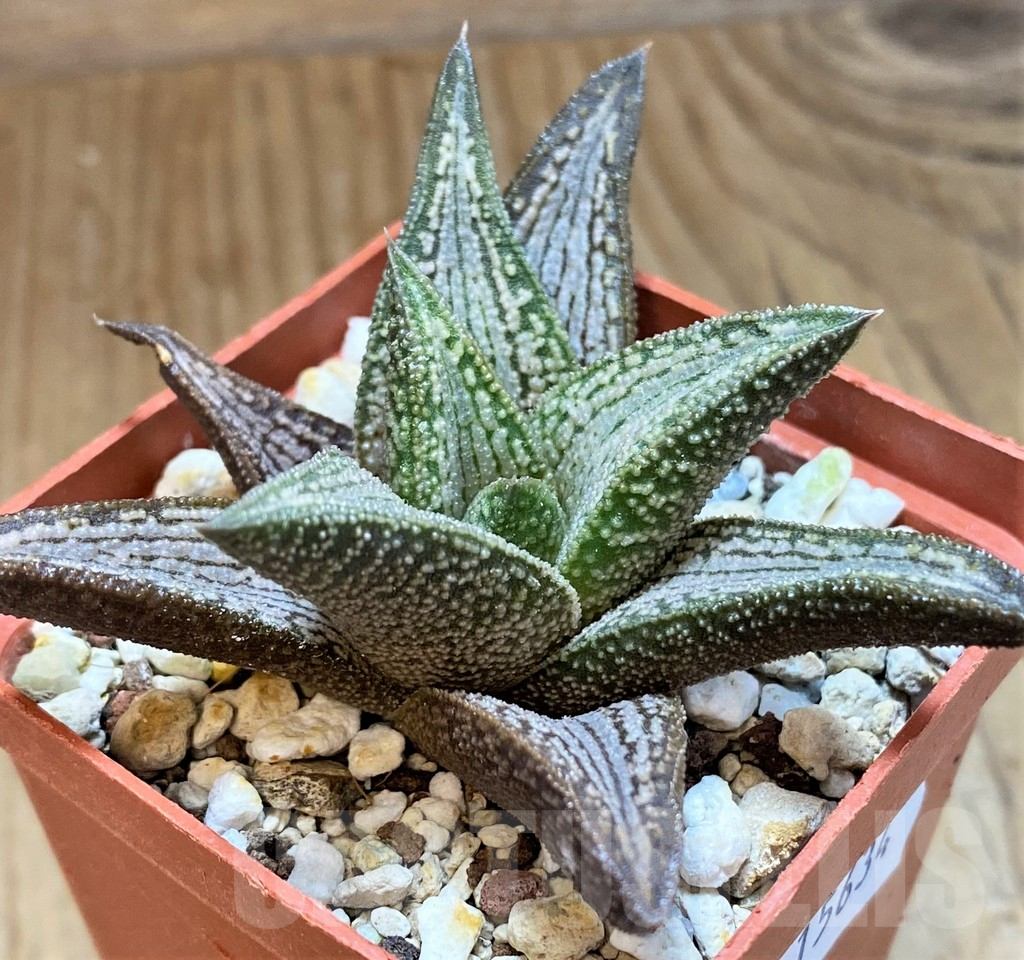 SH15634 Haworthia 'Kintaikyo'