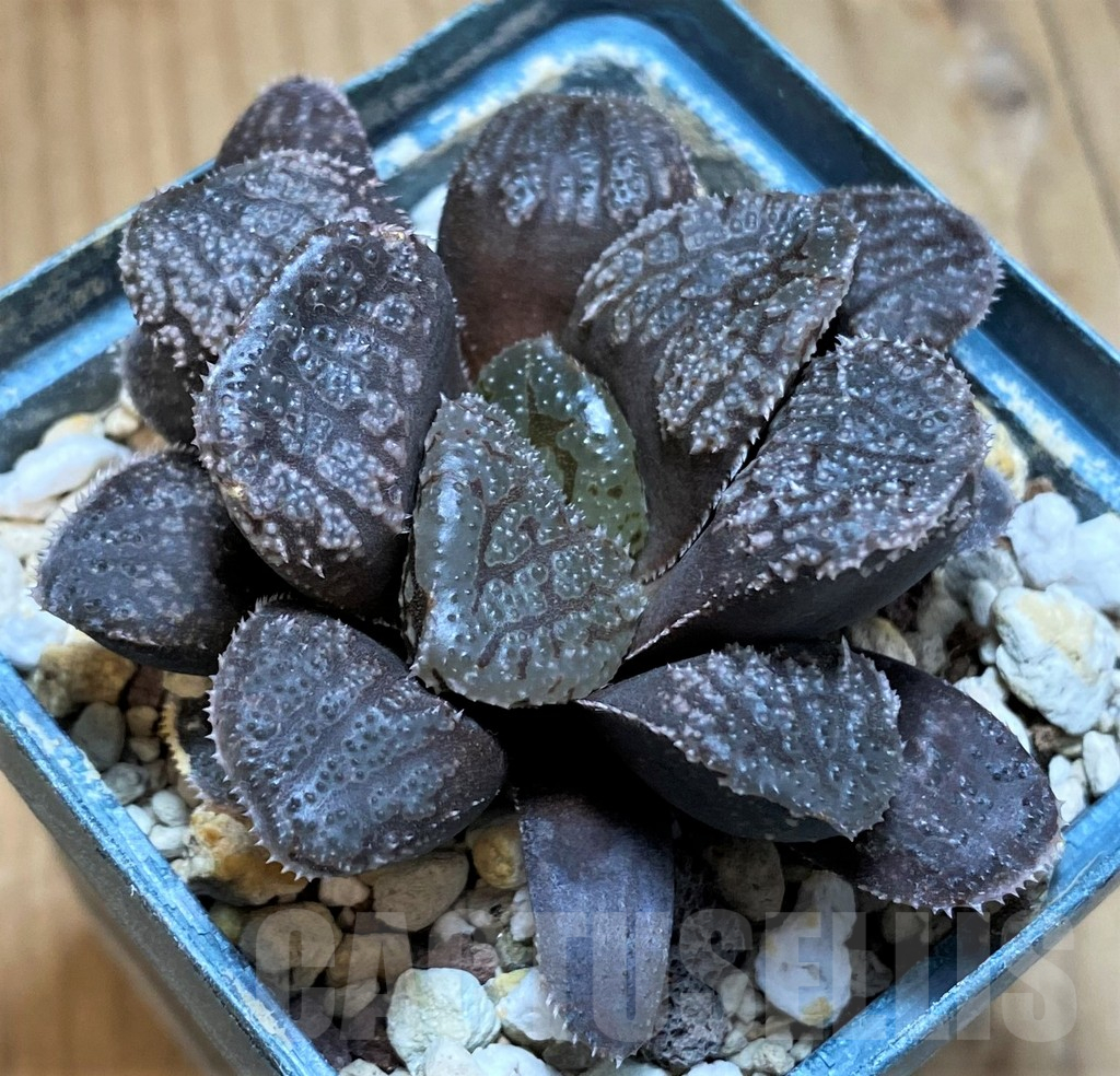 SH15636 Haworthia 'Mordor' - Image 2