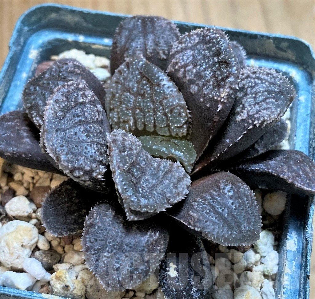 SH15636 Haworthia 'Mordor'
