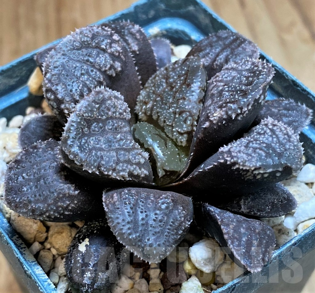 SH15636 Haworthia 'Mordor' - Image 3
