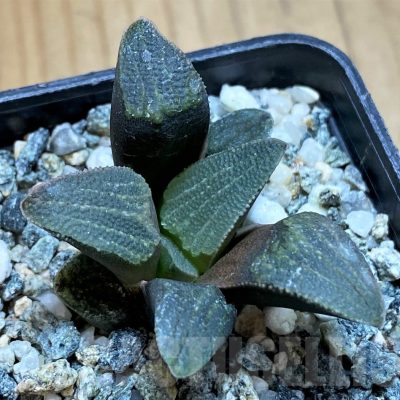 SH15638 Haworthia pygmaea -Hartenbos hill-