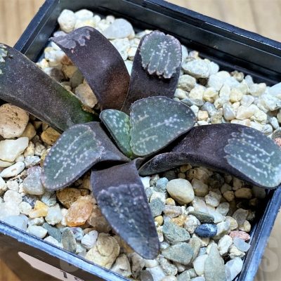 SH15643 Haworthia groenewaldii