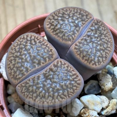 SH15803 Lithops hookeri v. marginata