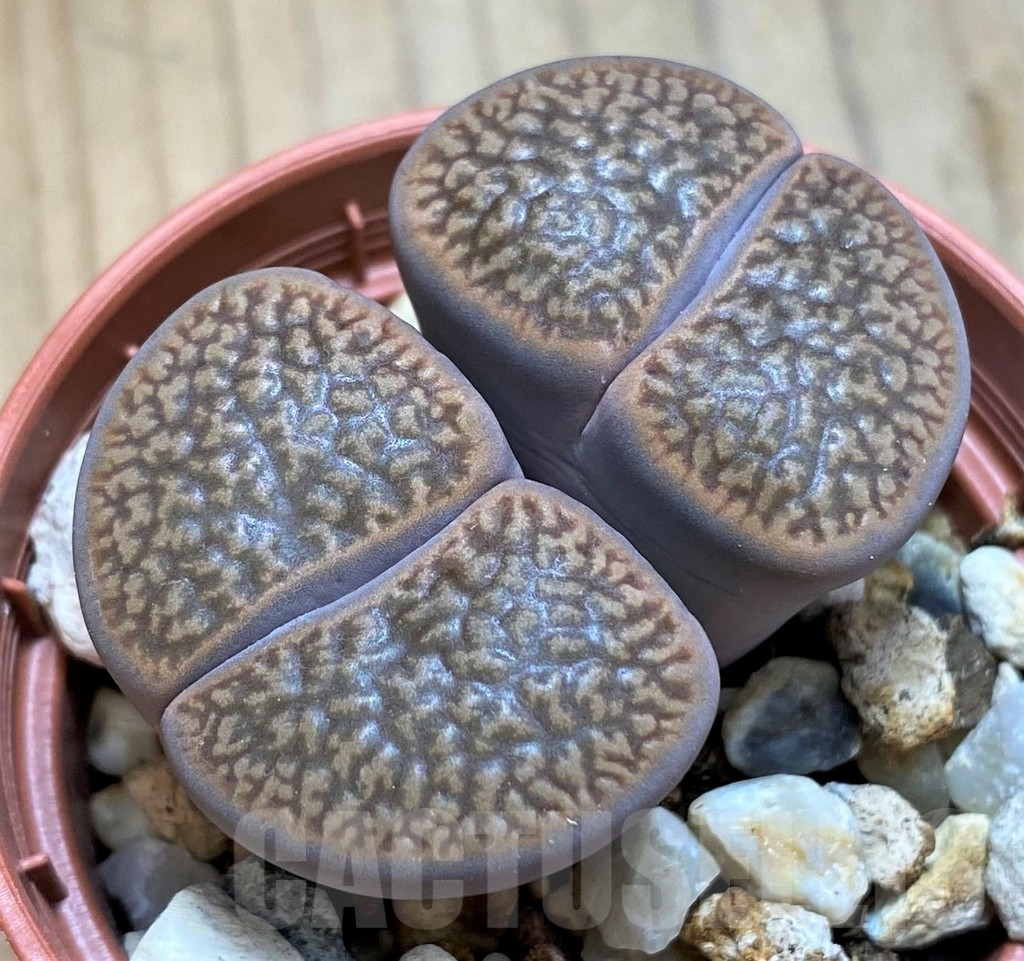 SH15803 Lithops hookeri v. marginata
