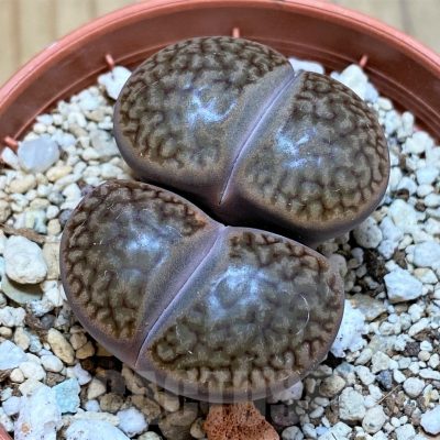 SH15804 Lithops hookeri v. marginata