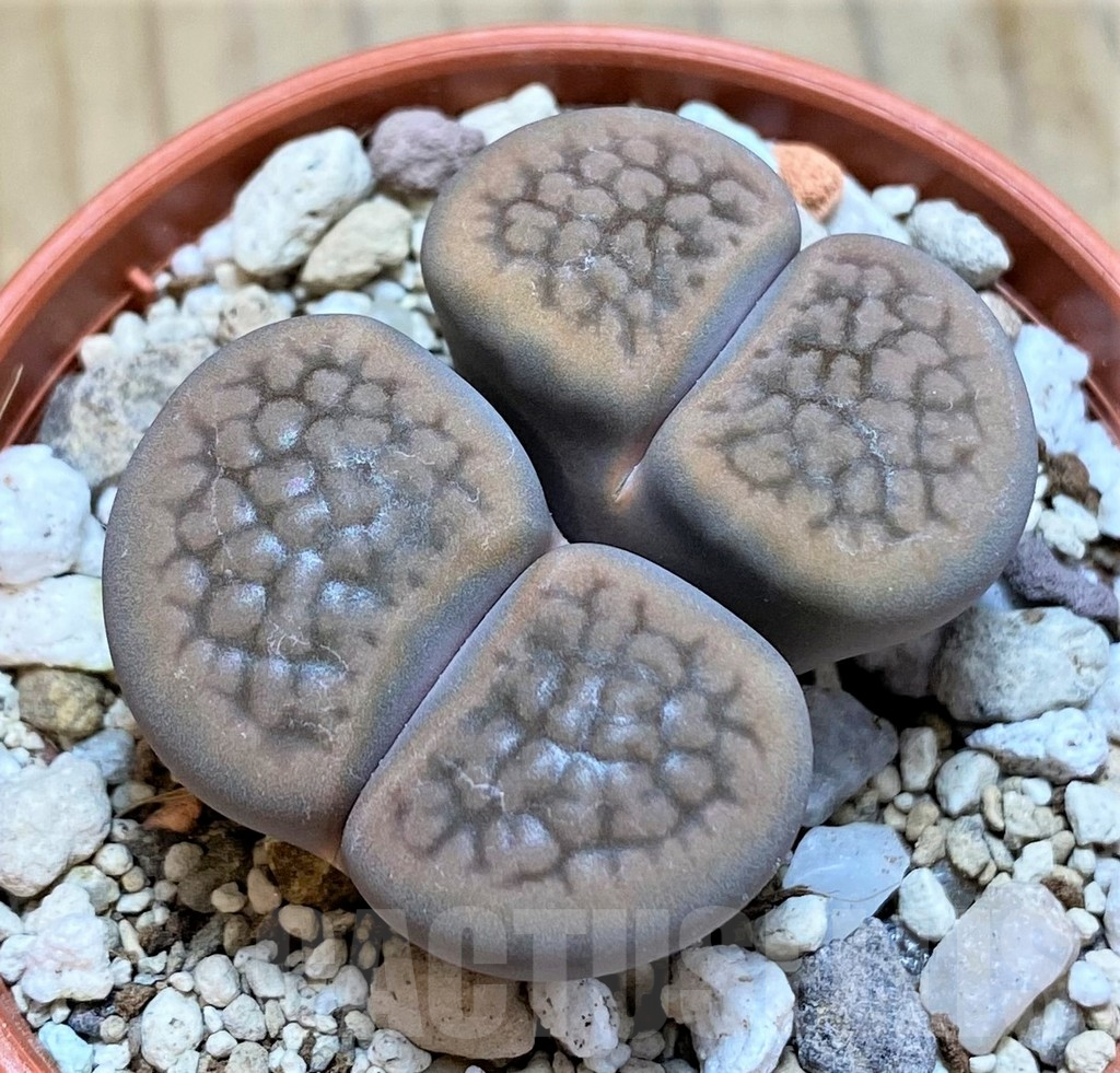 SH15805 Lithops hookeri v. marginata