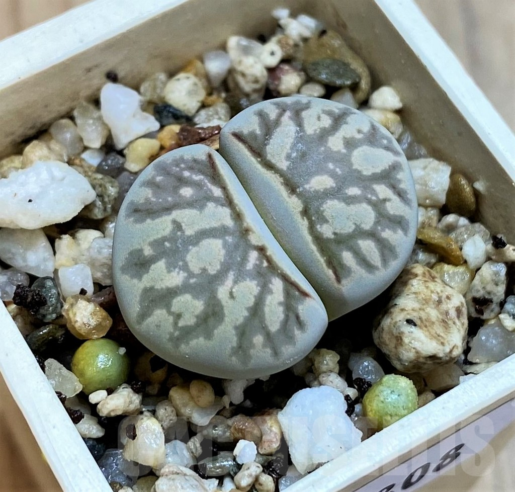 SH15808 Lithops julii 'Kikushogiyoku'