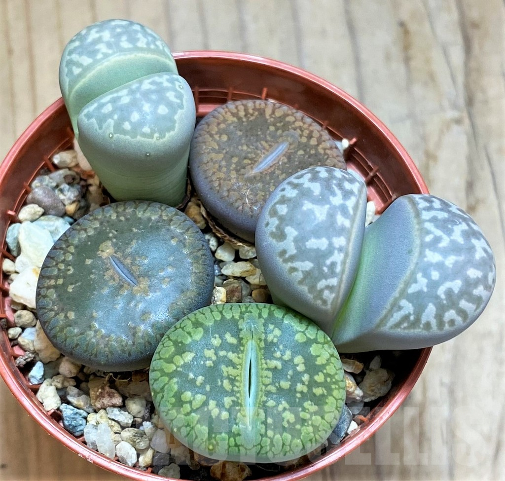 SH15816 Lithops mix