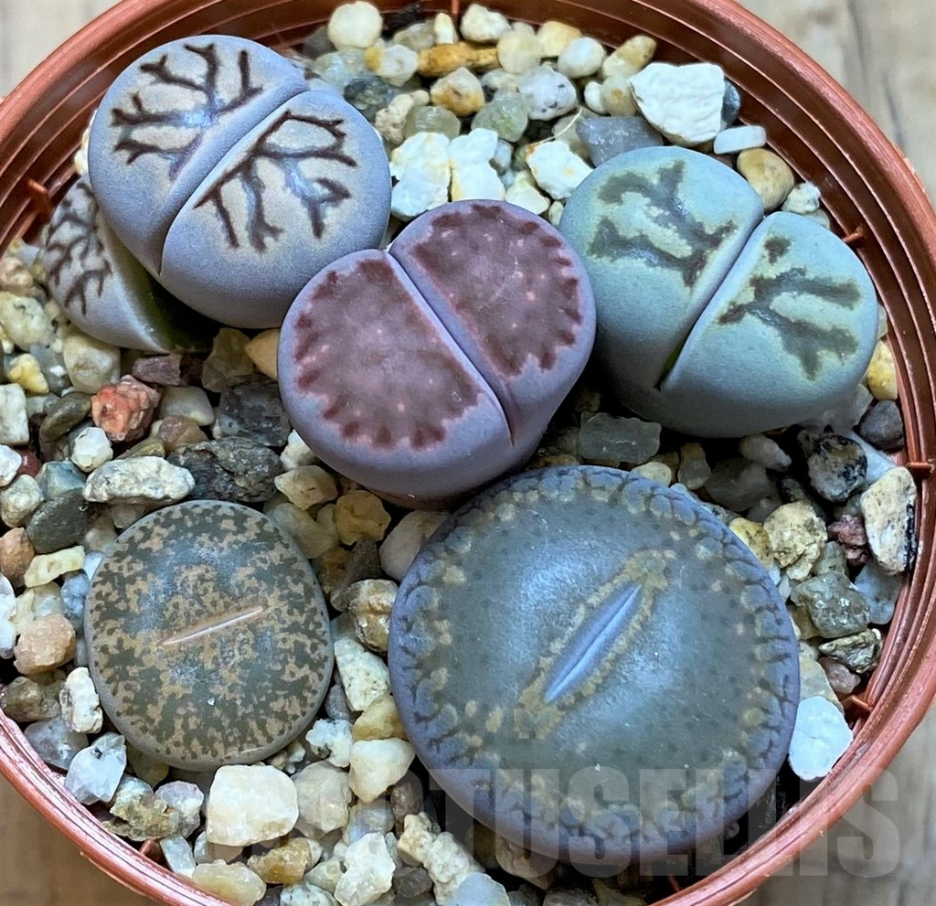 SH15819 Lithops mix