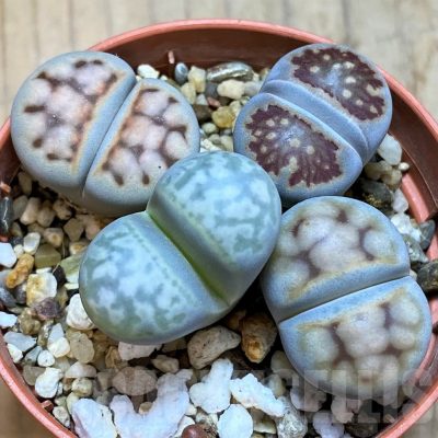 SH15820 Lithops mix