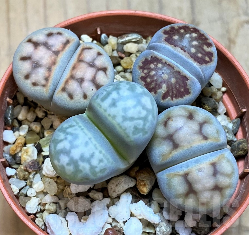 SH15820 Lithops mix