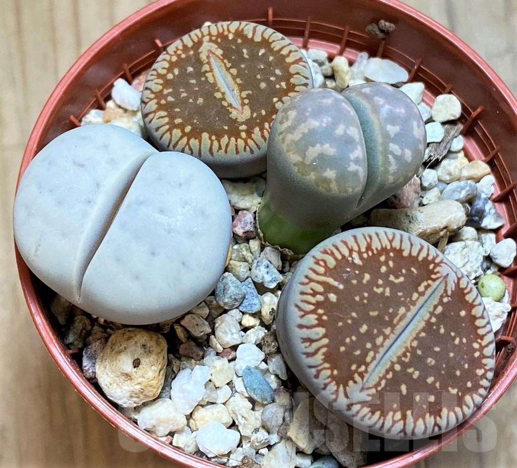 SH15822 Lithops mix