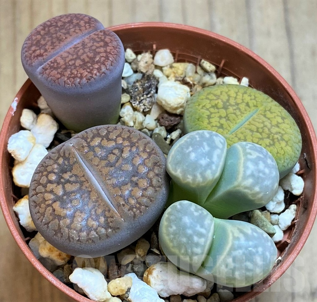 SH15823 Lithops mix