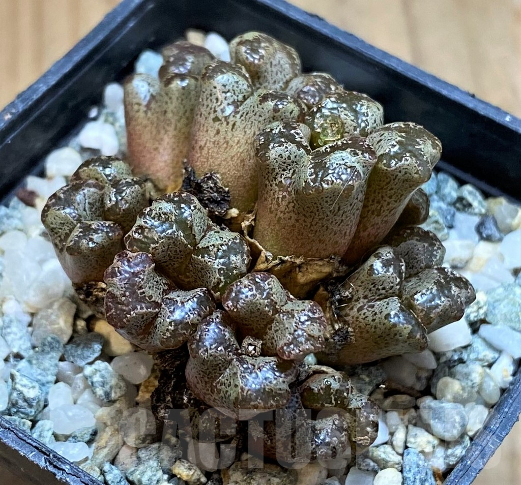 SH15826 Conophytum pellucidum - Image 2