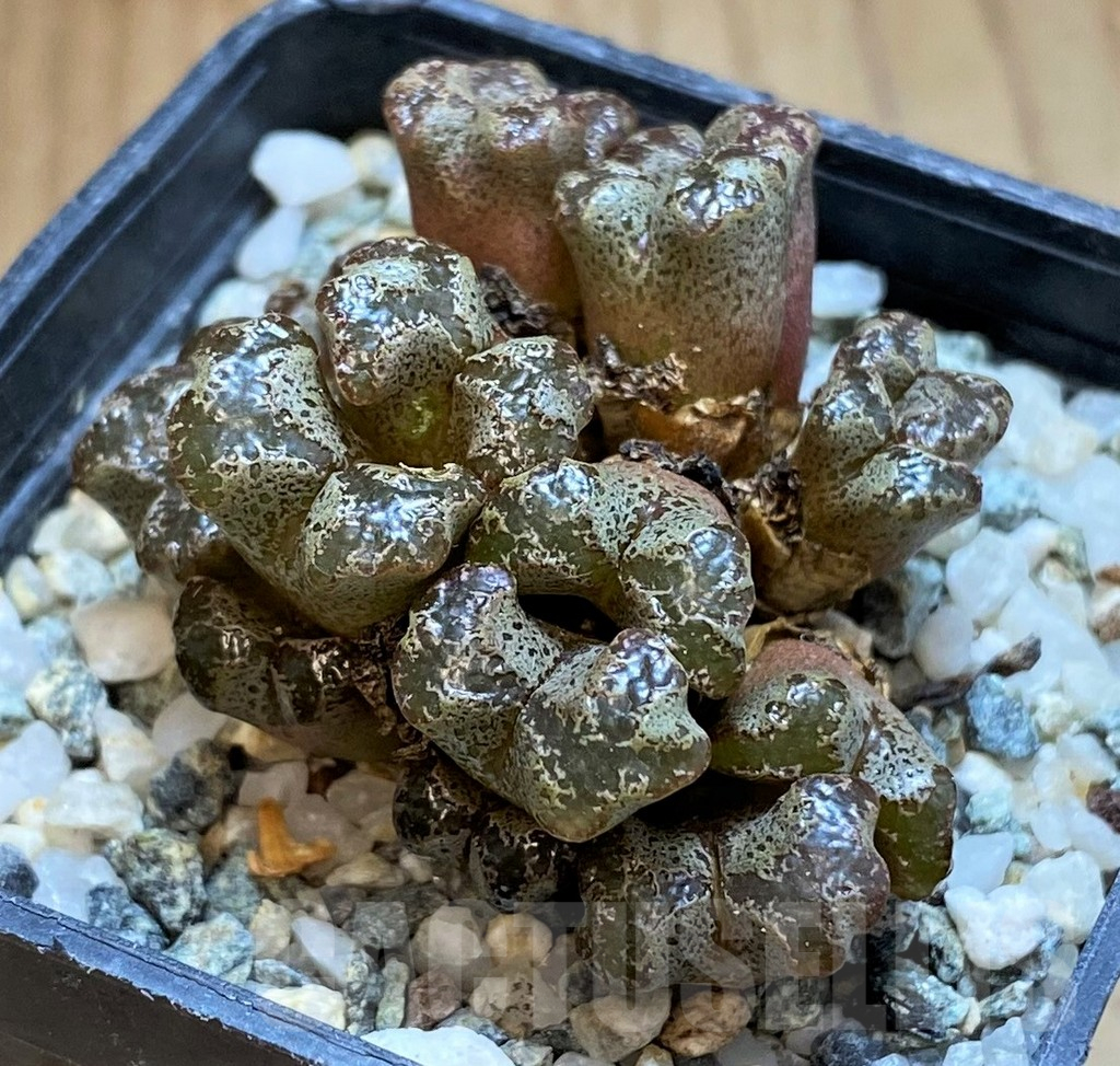 SH15826 Conophytum pellucidum