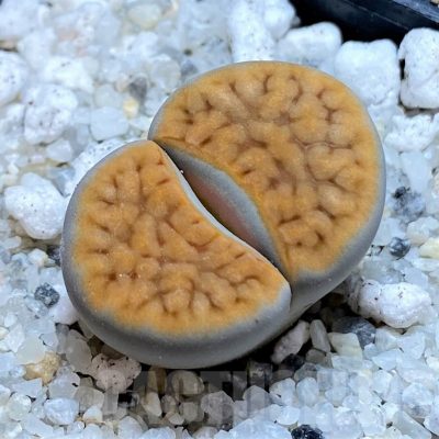 SH15762 Lithops karasmontana v. tischeri