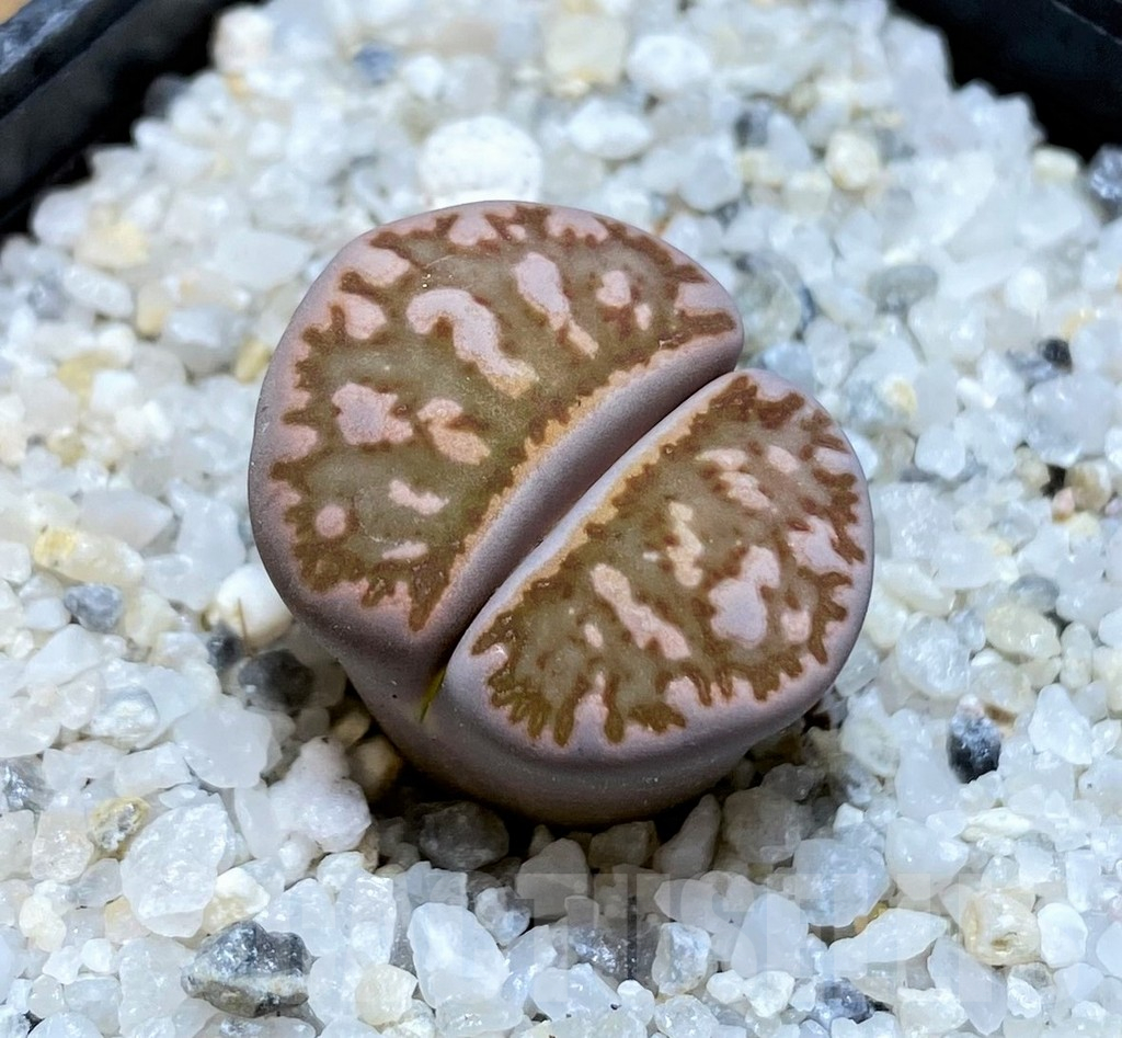 SH15765 Lithops julii ‘Kikushogyoku’ hybrid