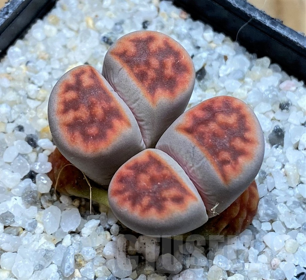 SH15774 Lithops karasmontana v. summitatum