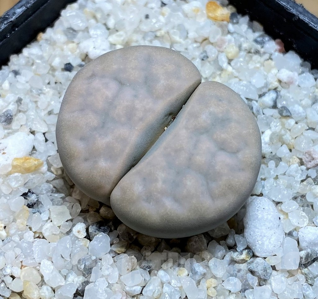 SH15775 Lithops karasmontana v. opalina