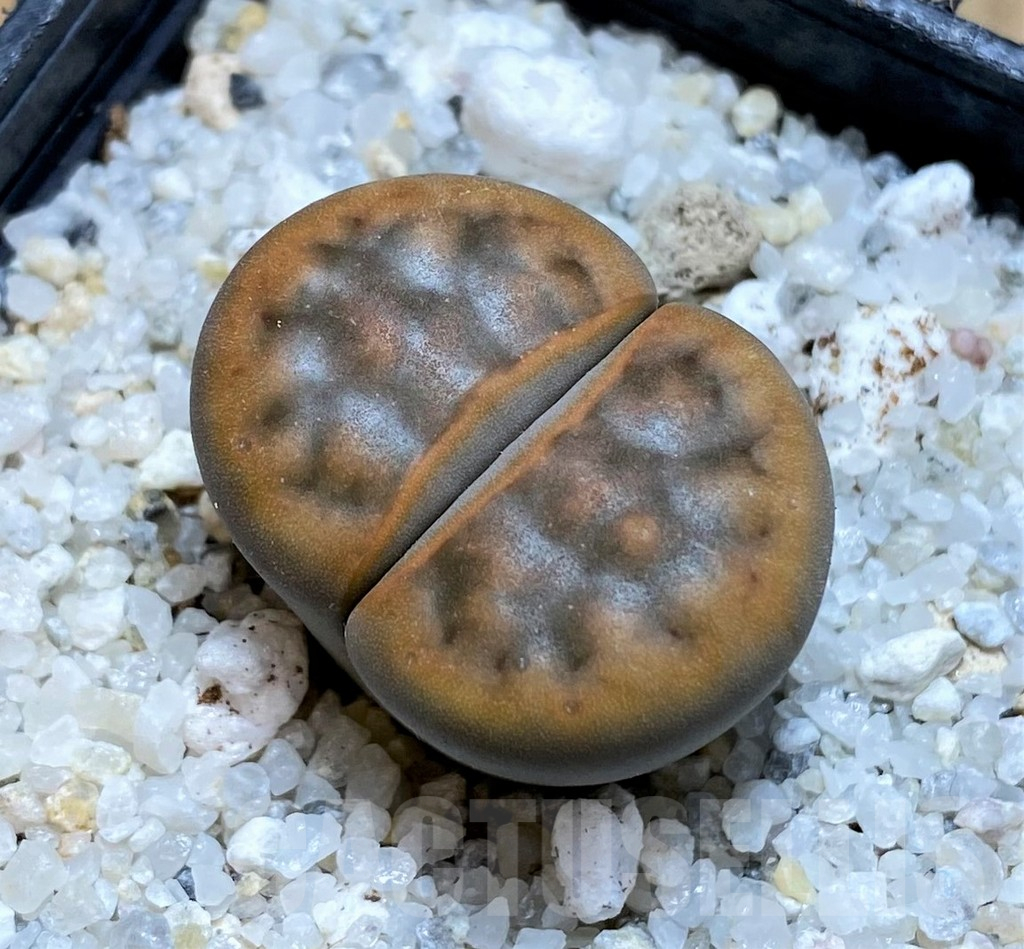 SH15785 Lithops karasmontana v. tischeri