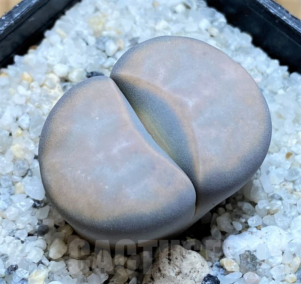 SH15786 Lithops karasmontana v. opalina