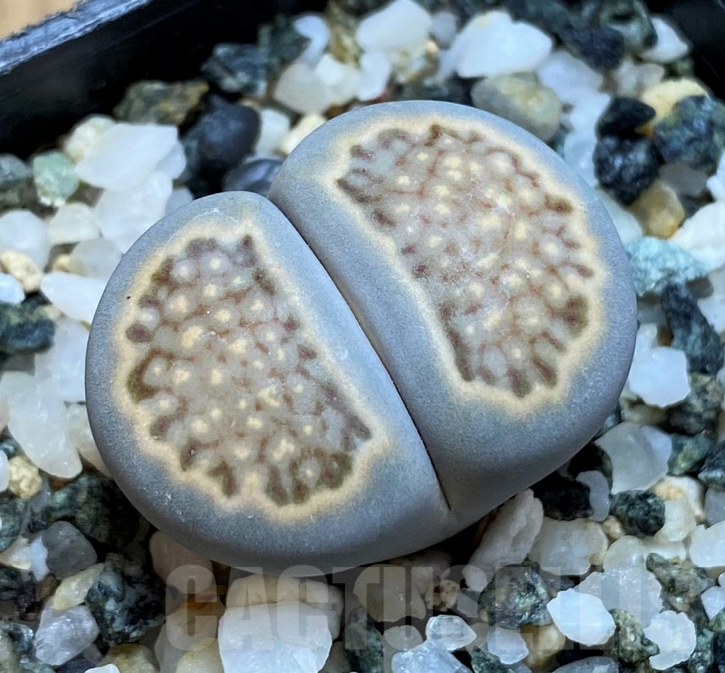 SH15790 Lithops halii