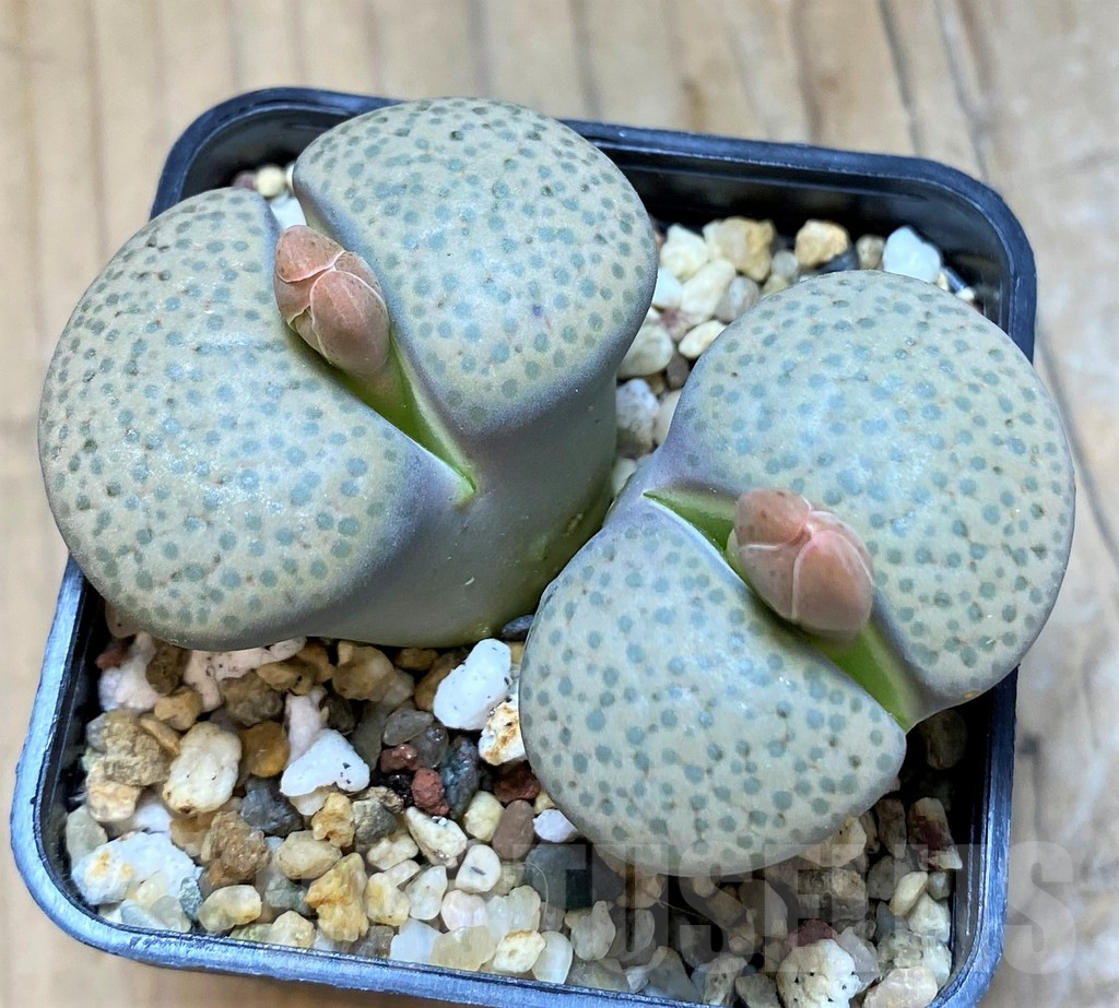 SH15793 Lithops fulviceps v. lydiae