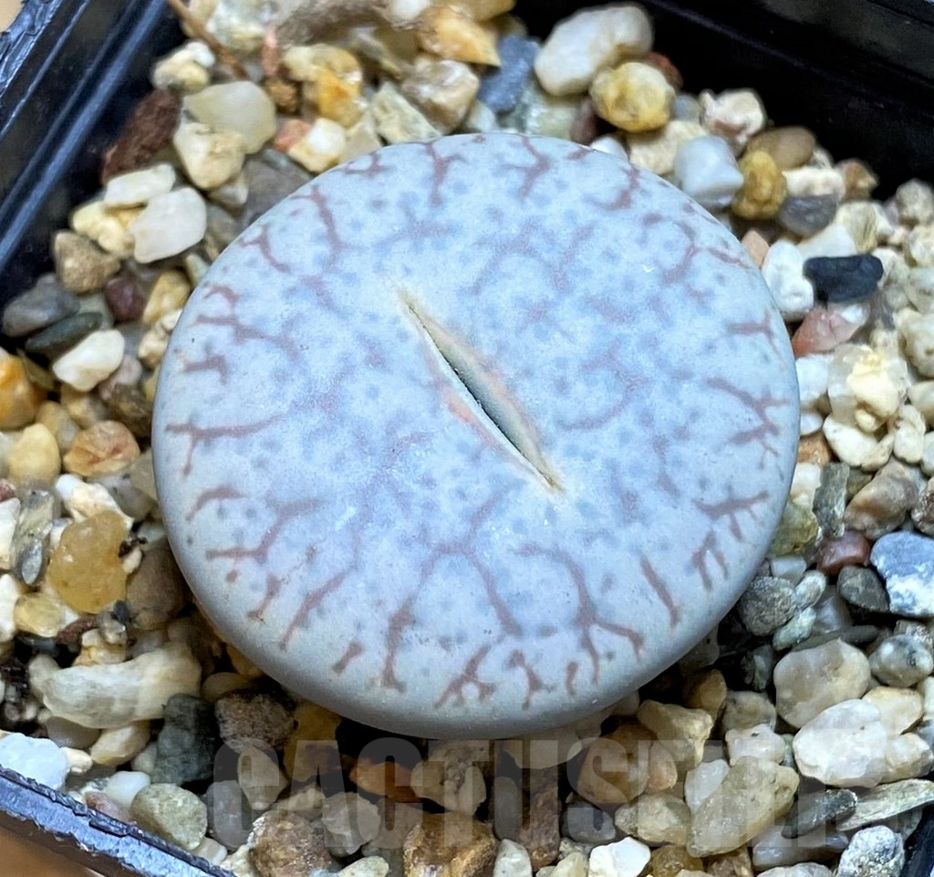 SH15796 Lithops pseudotruncatella